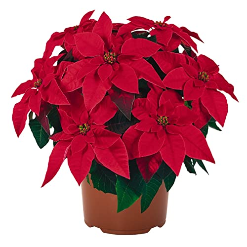 Flor de Pascua de Color Rojo DECOALIVE Planta de Navidad con Flores Rojas Poinsettia Planta Natural de Interior y Exterior